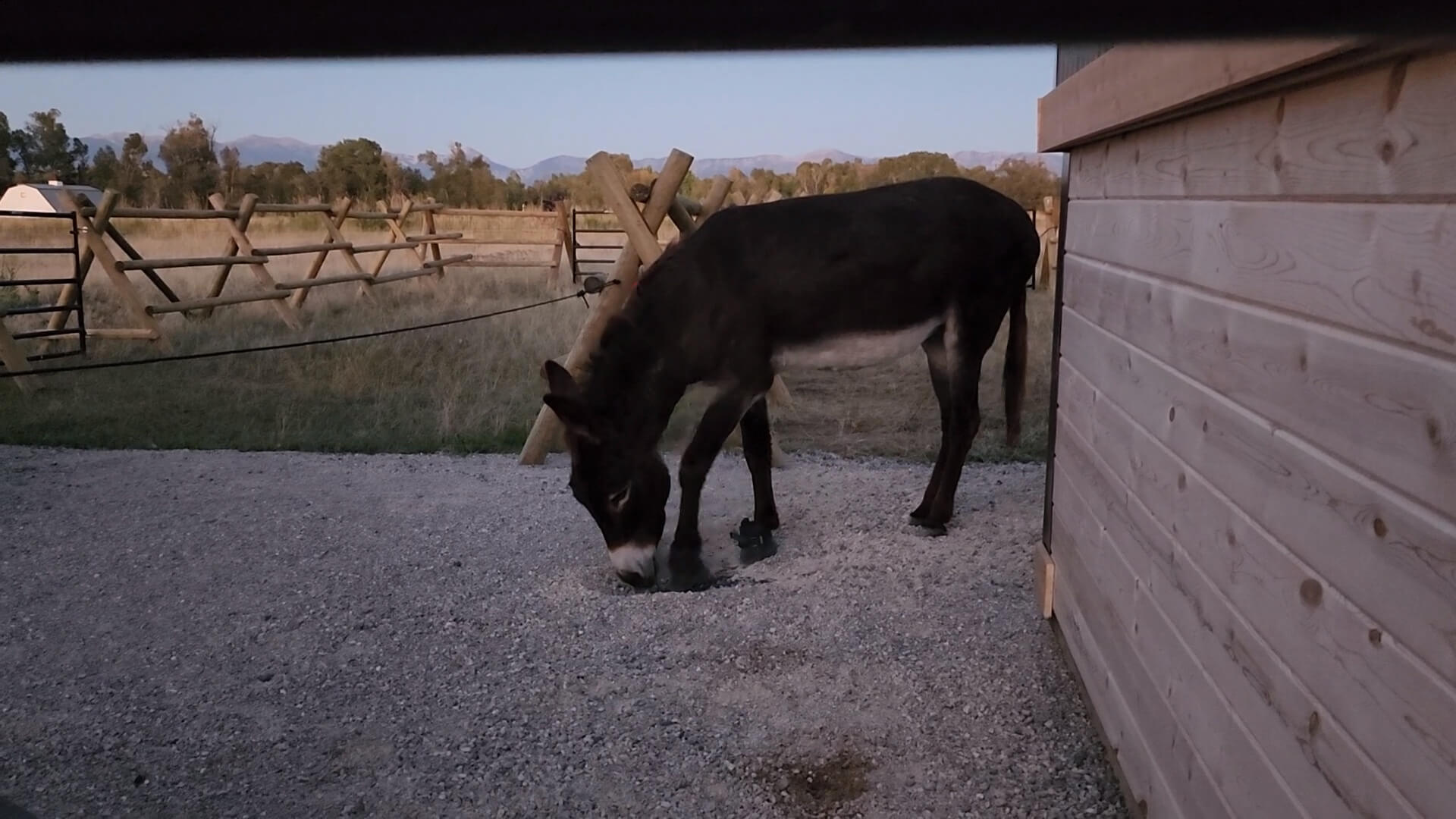 Cobertizo para caballos y burros
