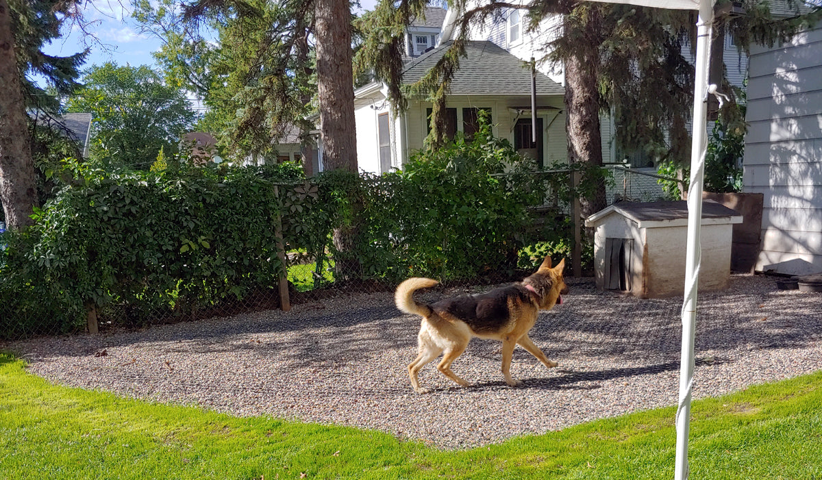 Zona de juego para perros